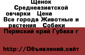 Щенок Среднеазиатской овчарки › Цена ­ 35 000 - Все города Животные и растения » Собаки   . Пермский край,Губаха г.